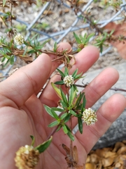 Spermacoce verticillata