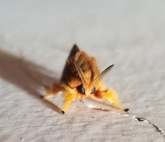 Thoscora