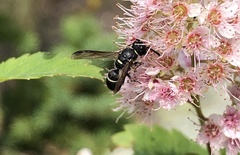 Parancistrocerus pensylvanicus