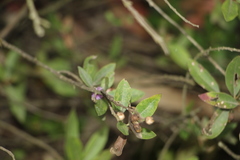 Lepidaploa karstenii