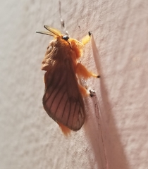 Thoscora