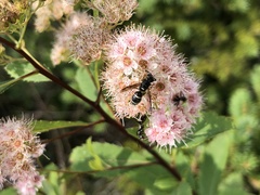 Parancistrocerus pensylvanicus