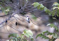 Leucolia violiceps