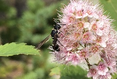Parancistrocerus pensylvanicus