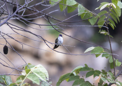 Leucolia violiceps