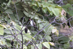Leucolia violiceps