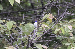 Leucolia violiceps