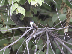 Leucolia violiceps