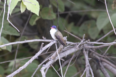 Leucolia violiceps