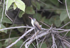 Leucolia violiceps