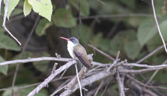 Leucolia violiceps