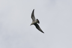 Larus michahellis michahellis