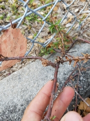 Spermacoce verticillata