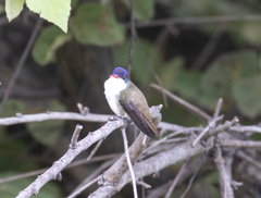 Leucolia violiceps
