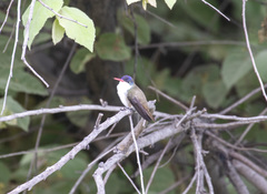 Leucolia violiceps