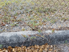 Spermacoce verticillata