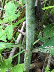 Helianthus resinosus