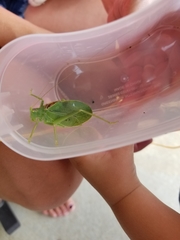 Pterophylla camellifolia