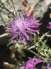 Centaurea vallesiaca