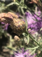 Centaurea vallesiaca