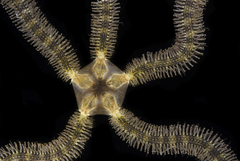 Macrophiothrix