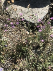 Centaurea vallesiaca