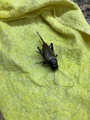 Gryllus bimaculatus