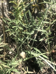 Centaurea vallesiaca