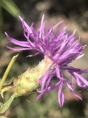Centaurea vallesiaca