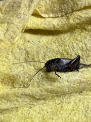 Gryllus bimaculatus