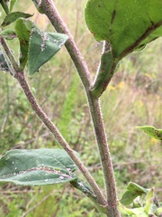 Helianthus resinosus