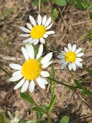 Astranthium ciliatum