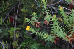 Hypericum mexicanum