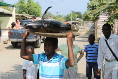 Thunnus