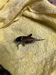 Gryllus bimaculatus