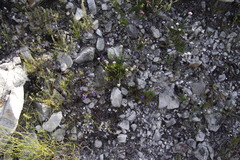 Viola decumbens decumbens