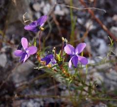 Viola decumbens decumbens