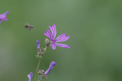 Malva sylvestris sylvestris