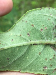 Helianthus resinosus