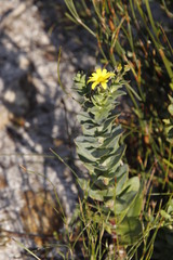 Osteospermum polygaloides