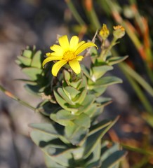 Osteospermum polygaloides