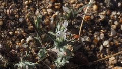 Eriastrum eremicum eremicum