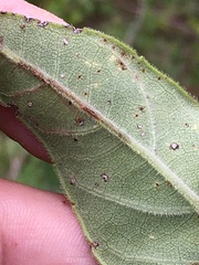 Helianthus resinosus