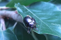 Chrysolina sturmi