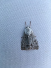 Acronicta aceris