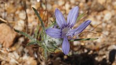 Eriastrum eremicum eremicum