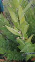 Clutia hirsuta