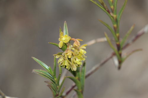 Image of Epidendrum zipaquiranum by (c) Andrés Ramírez-Barrera, some rights reserved (CC BY)