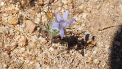 Eriastrum eremicum eremicum
