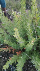 Clutia hirsuta
